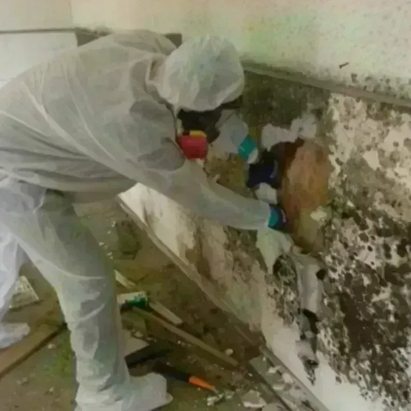 Mold Remediation and Removal in South Lebanon, OH